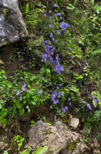 Glockenblumen